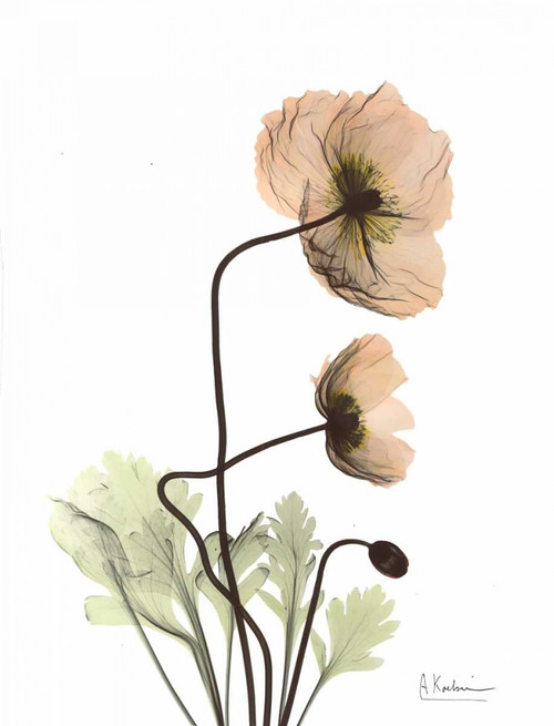 Iceland Poppy in Color Poster Print by Albert Koetsier # AKRC162