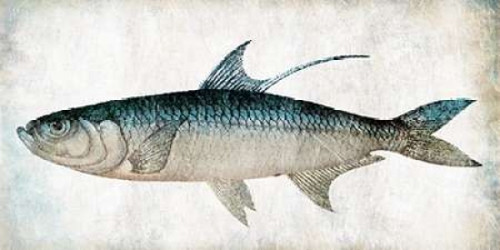 Fish Poster Print by Jace Grey - Item # VARPDXJGPL168B