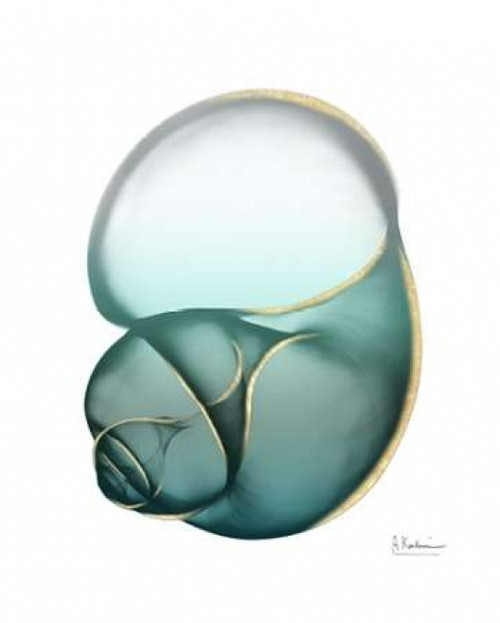 Shimmering Snail 1 Poster Print by Albert Koetsier - Item # VARPDXAK8RC016A