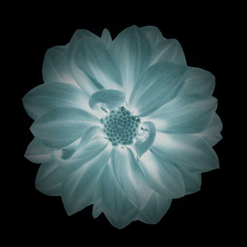 Daylight Floral IV Poster Print by Taylor Greene - Item # VARPDXTGSQ048D