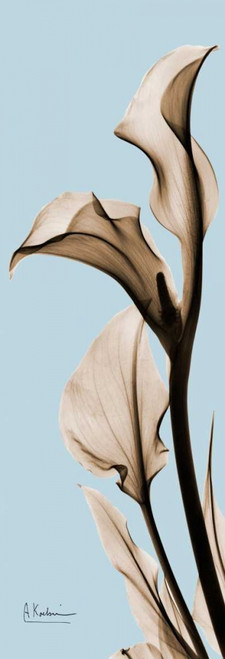 Calla Lily Poster Print by Albert Koetsier # AKPL082BX