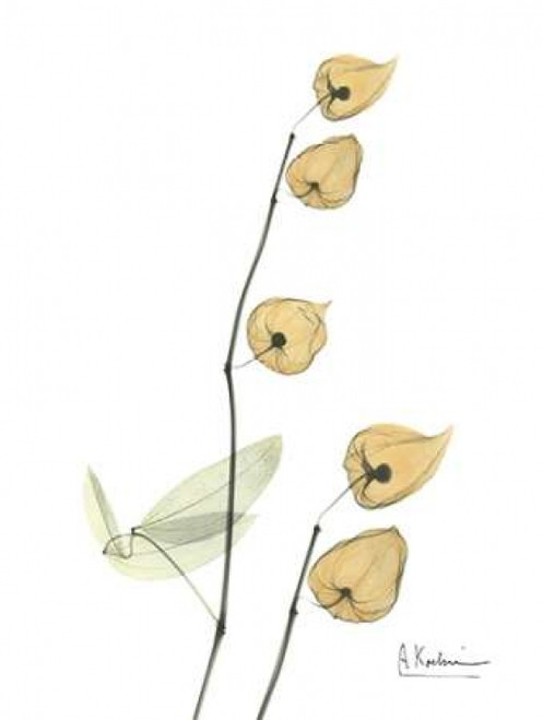 Chinese Lantern Poster Print by Albert Koetsier - Item # VARPDXAKRC142