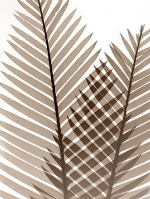 Earthly Fern 1 Poster Print by Albert Koetsier - Item # VARPDXAK8RC066A