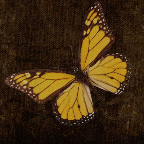 OSCAR GOLD A8 Poster Print by Taylor Greene - Item # VARPDXTGSQ049A8