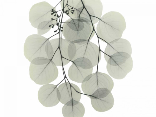 Descending Eucalyptus 4 Poster Print by Albert Koetsier - Item # VARPDXAKRC573D