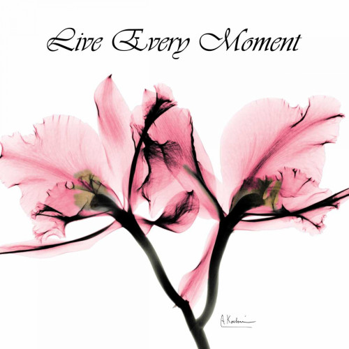 Moment Orchid Poster Print by Albert Koetsier # AK5SQ099R2
