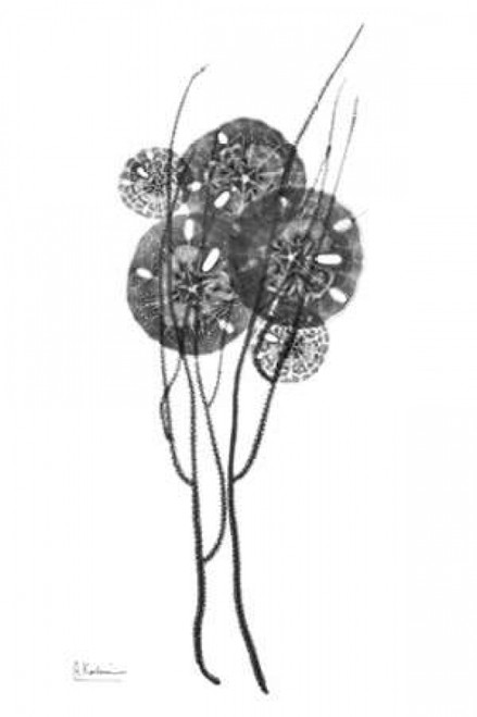 Sand Dollars in BandW Poster Print by Albert Koetsier - Item # VARPDXAKRC233