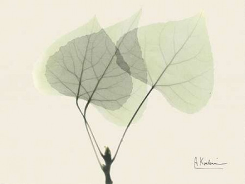 Aspen on Beige Poster Print by Albert Koetsier - Item # VARPDXAKRC044A