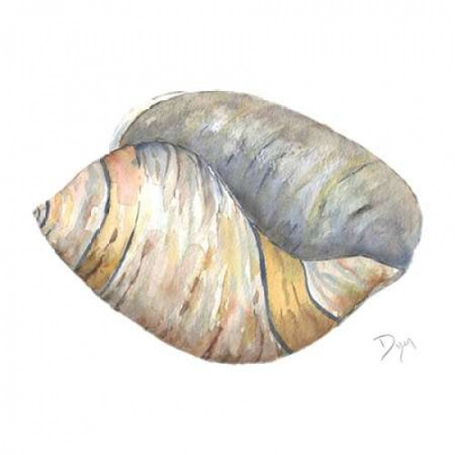 Sea Shell Neutral 1 Poster Print by  Beverly Dyer - Item # VARPDXBD8SQ001A
