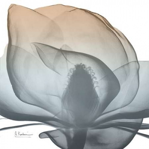 Magnolia Earthy Beauty New Poster Print by Albert Koetsier - Item # VARPDXAK8SQ017A