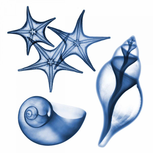 Blue Assortment Three Poster Print by Albert Koetsier # AK7SQ022C