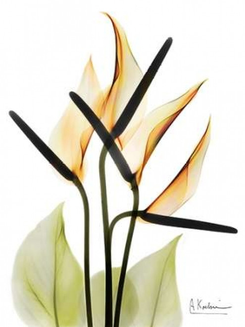 Anthurium Poster Print by Albert Koetsier - Item # VARPDXAKRC244A