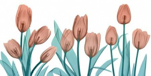 Burning Tulips Poster Print by  Albert Koetsier - Item # VARPDXAK8PL003A