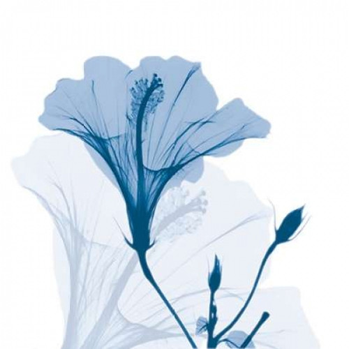 Hibiscus Chiller Poster Print by Albert Koetsier - Item # VARPDXAK8SQ024A