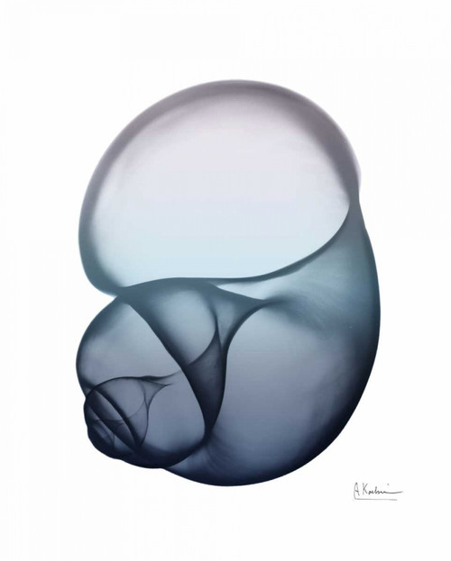 Lavender Snail 1 Poster Print by Albert Koetsier # AK8RC016A3
