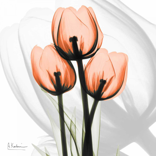 Orange tulips Poster Print by Albert Koetsier - Item # VARPDXAKZSQ391A3