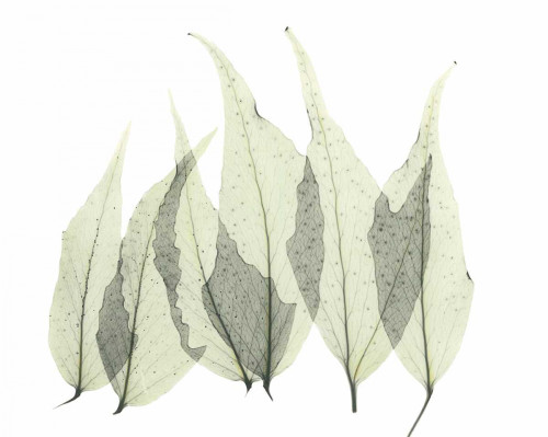 Japanese Fern in Green Poster Print by Albert Koetsier # AKRC110