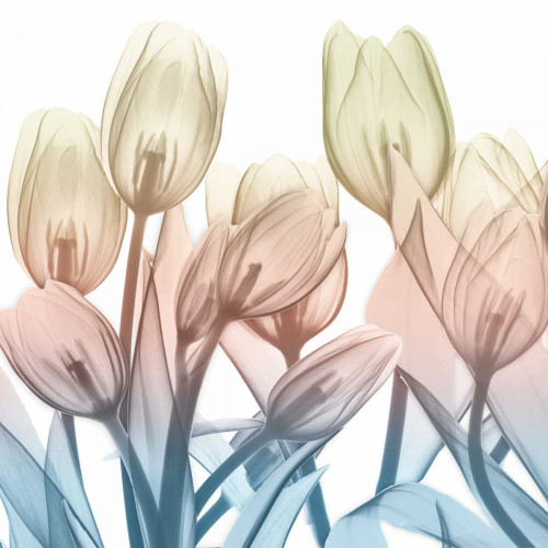 Magical Garden View Poster Print by Albert Koetsier - Item # VARPDXAK8SQ047A