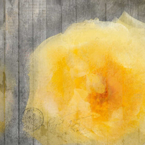 Yellow Bloom Poster Print by Kimberly Allen # KASQ035A