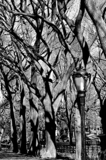 Central Park Forest Poster Print by Jace Grey - Item # VARPDXJPIRC019G