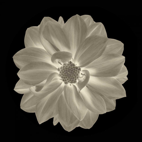 Sepia Floral IV Poster Print by Taylor Greene - Item # VARPDXTGSQ042D