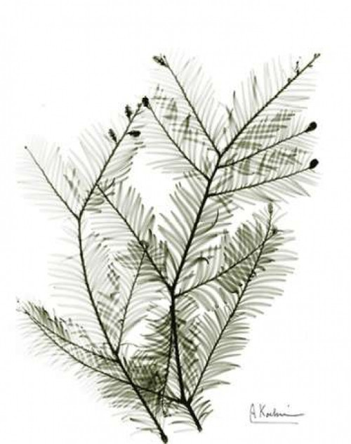 Evergreen in Green Poster Print by Albert Koetsier - Item # VARPDXAKRC203