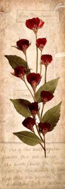 June Rose 1 Poster Print by Diane Stimson - Item # VARPDXDSPL129A