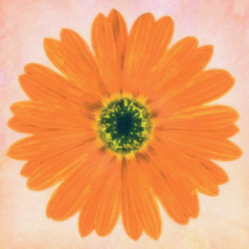 DAISY CHAIN 3 Poster Print by Taylor Greene - Item # VARPDXTGSQ008C