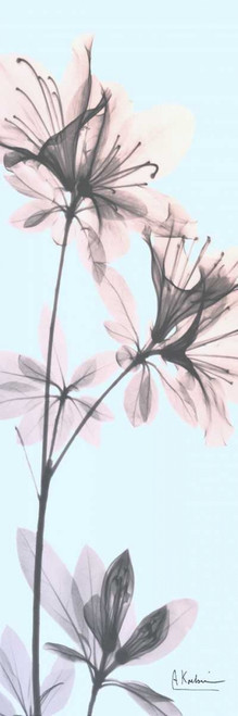 Paradise Azalea Poster Print by Albert Koetsier - Item # VARPDXAK8PL019A