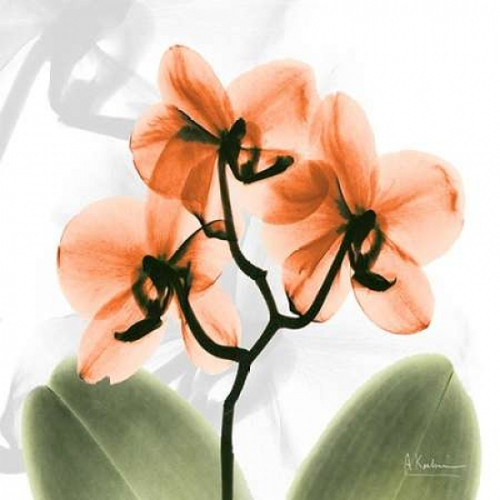 BW Orchid Orange Poster Print by Albert Koetsier - Item # VARPDXAKZSQ391B2