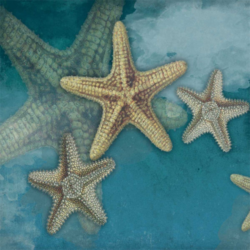 Starfish Poster Print by Jace Grey # JGSQ106A