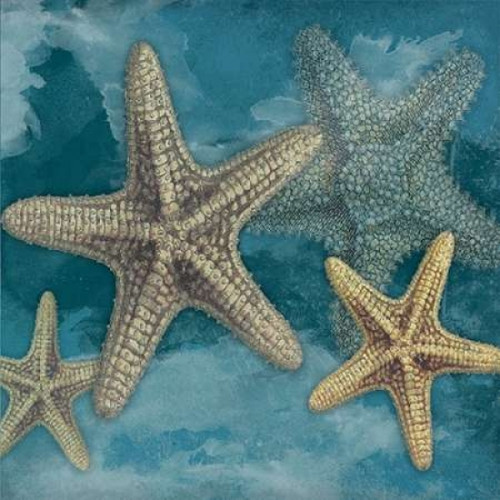 Starfish Poster Print by Jace Grey - Item # VARPDXJGSQ106B