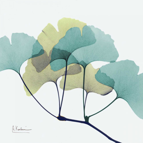 Gingko L140 Poster Print by Albert Koetsier # AKXSQ372C