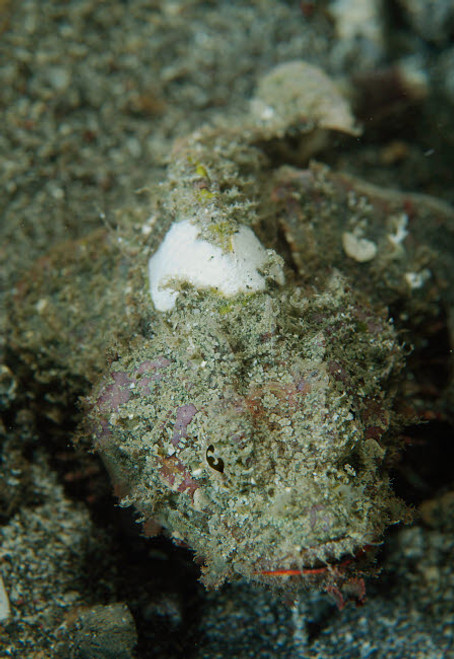 Camouflaged juvenile scorpionfish with red lips, North Sulawesi Poster Print by Mathieu Meur/Stocktrek Images - Item # VARPSTMME400230U Camouflaged juvenile scorpionfish with red lips, North Sulawesi Poster Print by Mathieu Meur/Stocktrek Images - Item # VARPSTMME400230U