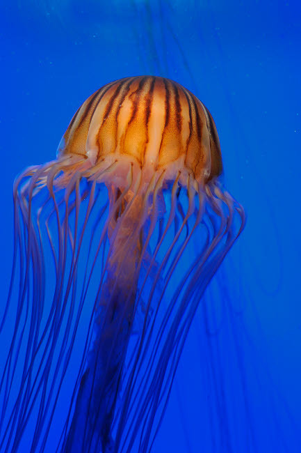 Pacific sea nettle Poster Print by VWPics/Stocktrek Images - Item # VARPSTVWP400505U