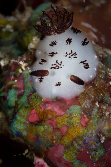 Nudibranch in Raja Ampat, Indonesia Poster Print by Todd Winner/Stocktrek Images - Item # VARPSTTSW400239U