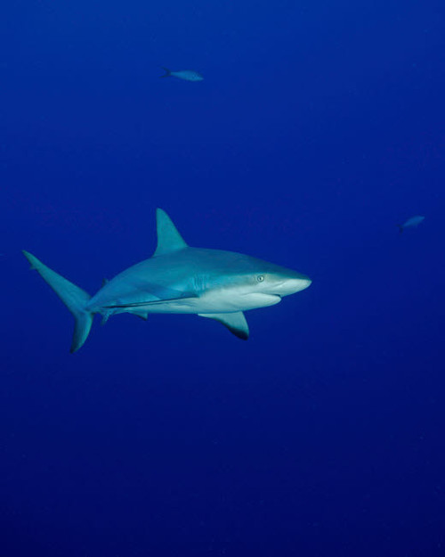 A Caribbean reef shark in the Turks and Caicos Poster Print by Brent Barnes/Stocktrek Images - Item # VARPSTBBA400150U