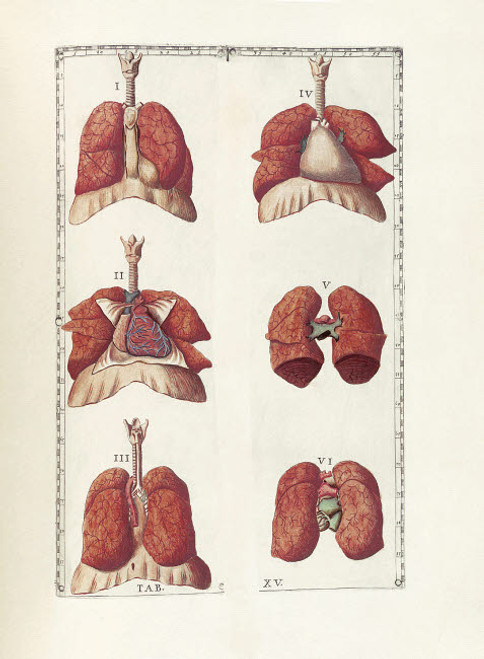 The science of human anatomy by Bartholomeo Eustachi Poster Print by National Library of Medicine/Stocktrek Images - Item # VARPSTNLM700020H The science of human anatomy by Bartholomeo Eustachi Poster Print by National Library of Medicine/Stocktrek Images - Item # VARPSTNLM700020H