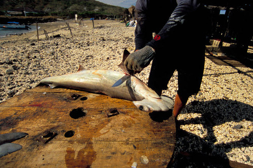 Longline fishing for sharks, Pacific Ocean Poster Print by VWPics/Stocktrek  Images - Item # VARPSTVWP400420U - Posterazzi