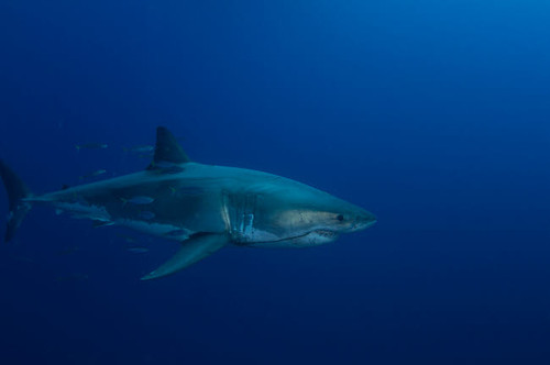 Male great white shark, Guadalupe Island, Mexico Poster Print by Todd Winner/Stocktrek Images - Item # VARPSTTSW400188U