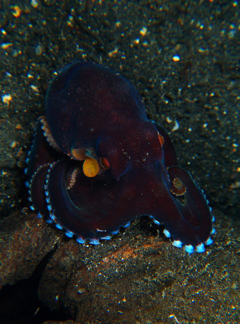 Darkly-colored coconut octopus, North Sulawesi Poster Print by Mathieu Meur/Stocktrek Images - Item # VARPSTMME400264U Darkly-colored coconut octopus, North Sulawesi Poster Print by Mathieu Meur/Stocktrek Images - Item # VARPSTMME400264U
