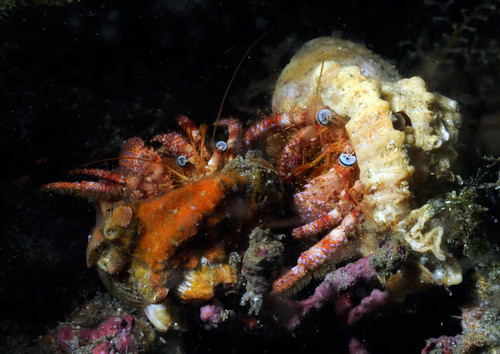 Pair of Hermit Crabs in the Atlantic Ocean Poster Print by Karen Doody/Stocktrek Images - Item # VARPSTKWD400036U
