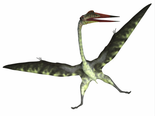 Quetzalcoatlus reptile on white background Poster Print by Corey Ford/Stocktrek Images - Item # VARPSTCFR200925P Quetzalcoatlus reptile on white background Poster Print by Corey Ford/Stocktrek Images - Item # VARPSTCFR200925P