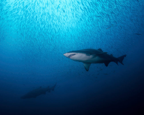 A sand tiger shark and school of cigar minnows off the coast of North Carolina Poster Print by Brent Barnes/Stocktrek Images - Item # VARPSTBBA400072U