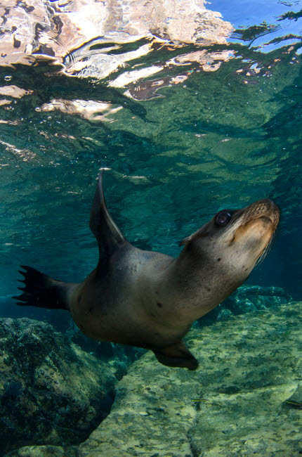 California sea lion near La Paz, Baja California Sur Poster Print by VWPics/Stocktrek Images - Item # VARPSTVWP401024U