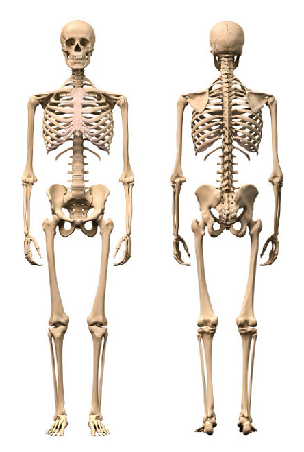 Male human skeleton in dynamic posture, rear view Poster Print by