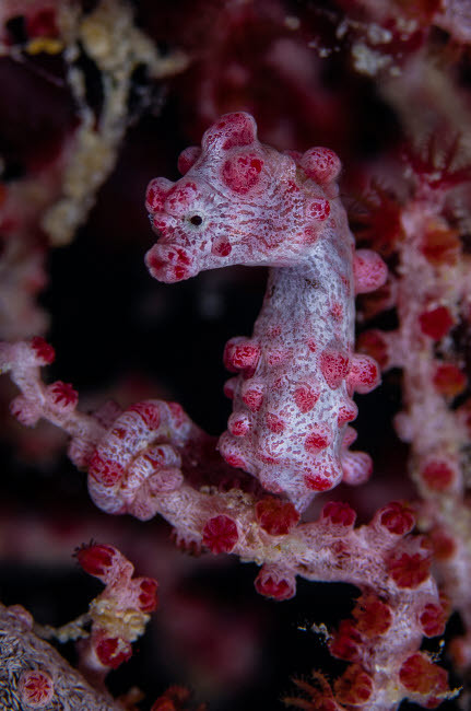 Pygmy Seahorse, Australia Poster Print by Todd Winner/Stocktrek Images - Item # VARPSTTSW400104U