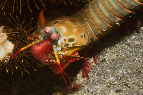 Peacock mantis shrimp carrying its eggs, Lembeh Strait, Indonesia Poster Print by VWPics/Stocktrek Images - Item # VARPSTVWP401104U