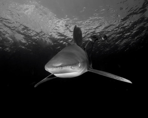 An oceanic whitetip shark at Cat Island, Bahamas Poster Print by Brent Barnes/Stocktrek Images - Item # VARPSTBBA400189U