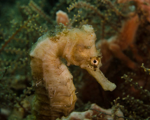 Seahorse in West Palm Beach, Florida Poster Print by Brent Barnes/Stocktrek Images - Item # VARPSTBBA400106U